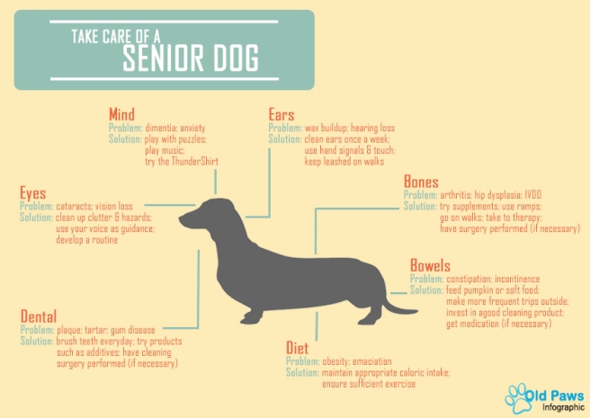 Senior-Dog-Infographic